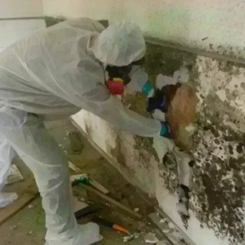 Mold Remediation and Removal in Iola, WI